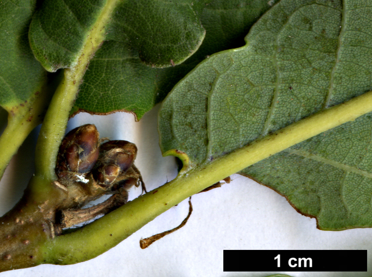High resolution image: Family: Fagaceae - Genus: Quercus - Taxon: ×warburgii (Q.robur × Q.rugosa)